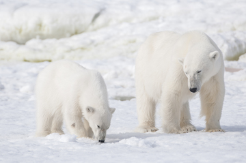 arctic-polarbears-sallyhamna-spitsbergen-plancius Â© Josh Harrison.jpg Josh Harrison